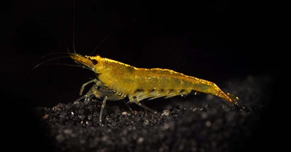 Yellow Shrimp | Little Drops of Sunshine